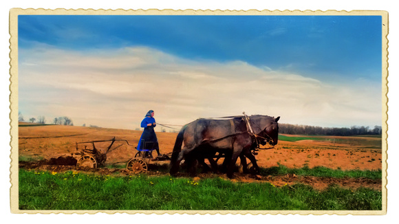 Amish Girl Plowing Fields - Lancaster County,  Pennsylvania